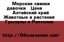 Морские свинки девочки › Цена ­ 500 - Алтайский край Животные и растения » Грызуны и Рептилии   